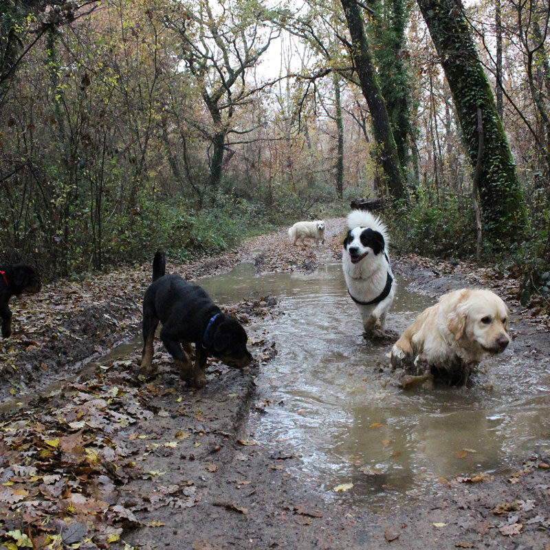 Triss, Pablo, Arya e Camilla