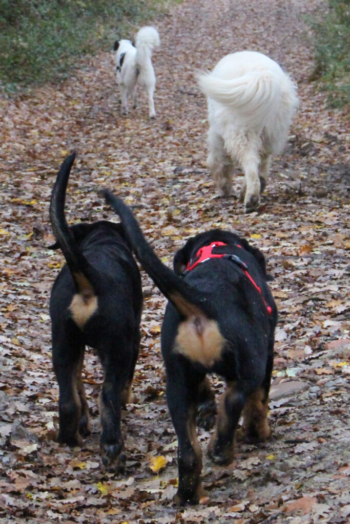 Pablo, Triss, Shiro e Aria durante una passeggiata nel bosco